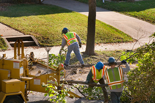 Best Storm Damage Tree Cleanup  in Westchester, IL